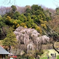 桜の記憶・唐木田川井家の枝垂桜