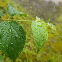 雨粒のはなし