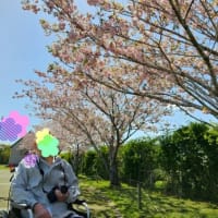 春のお花見ダイジェスト