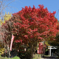 奈良県香芝市田尻 観音寺の紅葉2