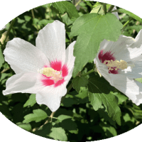 芙蓉～紫陽花～半夏生～檸檬