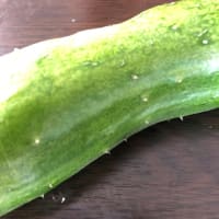 キュウリ収穫しました9.5
