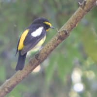 narcissus flycatcher　初めて撮影