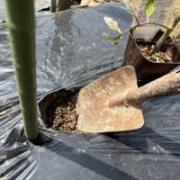 トマトの苗を植えました