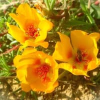 7月上旬の花写ン歩