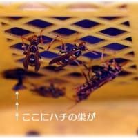 ハチの巣「セグロアシナガバチ」
