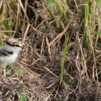 空き地で見かけたので寄って見たら・・・・コチドリ