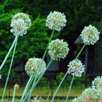 暑くて中々更新できず