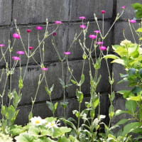 庭のスイセンノウ （１） 赤花