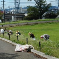 矢板長峰公園のスイレン　２０２４/９