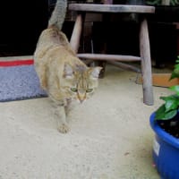 モモちゃん