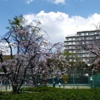 いきいき新太極拳宝塚教室２５年４月６日