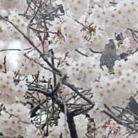 曇天の桜メジロ