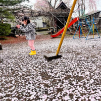 日本一の桜劇場　４月１７日　４月１８日　開花して６日目・７日目の様子です