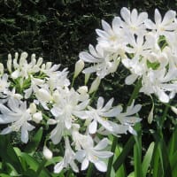 6月の花　