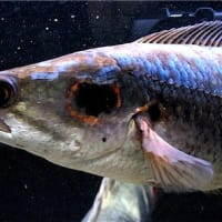 デカくなった？