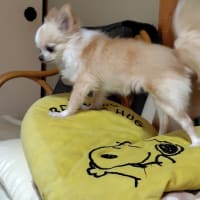 奈良のお土産