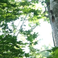 こんなところでクマゲラ子育て日記　最終章