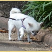  於大公園 ： ハンゲショウ・・・雨が上がり、公園職員は草刈りや花壇の手入れをしていました。