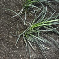 キボシも産卵