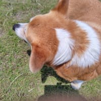 アドベンに行ってきたよ5