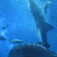 沖縄・美ら海水族館は日本最大級のアクアリウム・・・ジンベイザメ君と再会することができました
