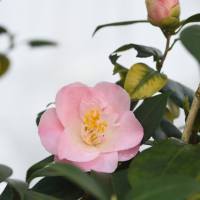 「今年は椿が良く咲いて...」