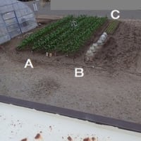 ２５年０６月１３日　　うごめく虫は何でしょうか？
