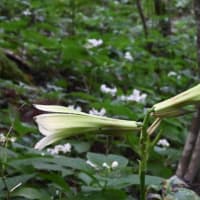夏の花々咲く高原のお花畑～上林森林公園