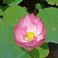 公園散歩-3