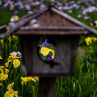 小岩菖蒲園（その1：花菖蒲と京成電車）