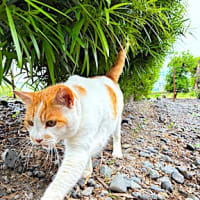 むにゃ太郎、バリウム検査で、失敗する。