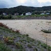 大雨一過後の濁流を見る