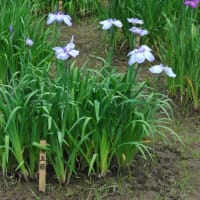 明治神宮御苑　　花菖蒲田に1500株のきれいな花菖蒲　　　5