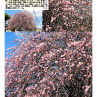 花巡り「梅－363」　久喜　青毛の住宅