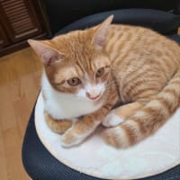 もらい受けてから７カ月
