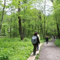 上高地　梓川左岸散策