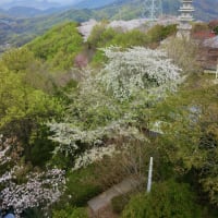 朝日山森林公園の桜3