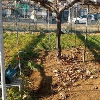 ゴッホの赤い葡萄畑と緑の葡萄畑 充実果樹園生活 つくば展開地ぶどう園