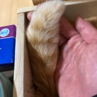 茶トラのシュウ