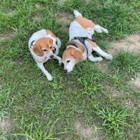 落ち犬