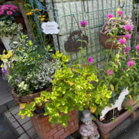 花々が夏らしくなりました。