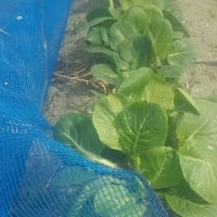 この世界の翠は不都合すぎて未完成