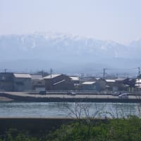 2024.4.14  カレイ第24戦　よく見たらマガレイでした。　富山県経田漁港