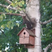 エゾリスさん、おはよー（北海道沙流郡日高町　山日高）
