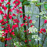 我が家の庭の花　2025/5/18