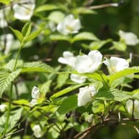 白・紫の花々
