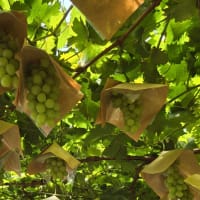 ◯◯温泉の高級旅館がとっても残念だった件🍑🍇