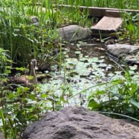 ２０２５年洗足池公園～紫陽花