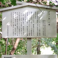愛媛県松山市、窪野町「北谷正八幡神社のクスノキ」（市指定）です！！